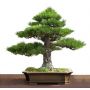 60-graines-de-pinus-thunbergii-2-sachets