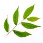 orme-de-siberie-1-plante-en-godet