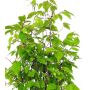carpinus-japonica-1-plante-godet