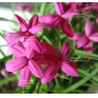 Rhodohypoxis 'Claudia' 1.4 litre pot