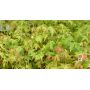 ACER PALMATUM racines nues lot de 10 plants