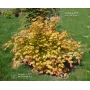 acer shirasawanum moonrise ® PBR