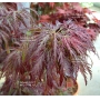 Graines d'Acer matsumurae dissectum garnet