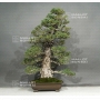 pinus-pentaphylla-kokonoe-ref-22020162