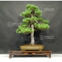 pinus-pentaphylla-du-japon-ref-24070171