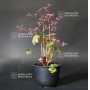 saxifraga-fortunei-mikawa-beni