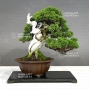 juniperus-chinensis-itoigawa-16050183
