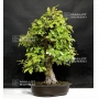 pseudo-cydonia-sinensis-ref-23110162