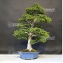 acer-palmatum-shishigashira-ref-27060181