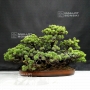 pinus-pentaphylla-ref-29060185