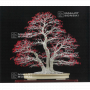 BONSAI FOCUS N° 121