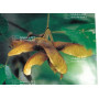 acer maximowiczianum