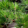 pinus thunbergii 12100241