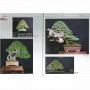 Bonsai focus magazine 97