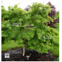acer shirasawanum mister sun