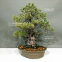 VENDU Pinus pentaphylla ref: 18020221