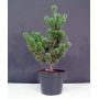 Pinus parviflora ssp. pentaphylla hagoromo pot 4.l