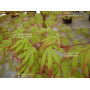 acer palmatum diva