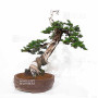 Juniperus rigida 21070252