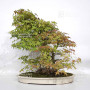 acer palmatum beni chidori 24070257