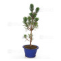 Pinus thunbergii 'kotobuki'