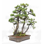 PINUS PENTAPHYLLA ref: 08080251