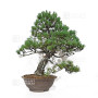 pinus pentaphylla 21020257