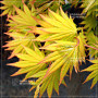 graines d'acer shirasawanum jordan
