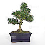 buxus harlandii ref :4