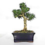 buxus harlandii ref :5
