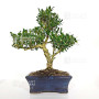buxus harlandii ref :12