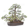 PINUS PENTAPHYLLA 16120253