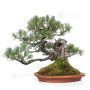 PINUS PENTAPHYLLA ref: 13010261