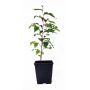 Stewartia monadelpha jeune plant pot 0.8 l 20-30 c