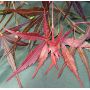 HUBBS RED WILLOW