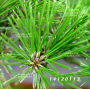 Pinus thunbergii kotobuki 30-35 cm pot 3 litres