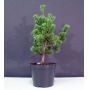 Pinus parviflora ssp. pentaphylla hagoromo pot 4.l