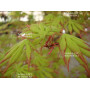 acer palmatum diva
