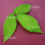 acer maximowiczianum