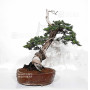 Juniperus rigida 21070252