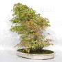acer palmatum beni chidori 24070257