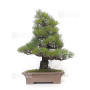 Pinus thunbergii ref: 120202513