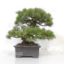 Pinus pentaphylla ref 12020253