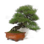 pinus thunbergii 12100241