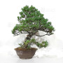 pinus pentaphylla 21020257