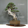juniperus chinensis itoigawa ref : 09020201