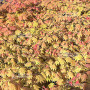 graines d'acer palmatum moonrise