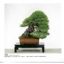 kokufu ten bonsaï book 84 2010 year