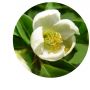 Stewartia monadelpha jeune plant pot 0.8 l 20-30 c