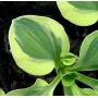 Hosta Frosted mouse ears